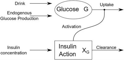 Mathematical modeling reveals differential dynamics of insulin action models on glycerol and glucose in adolescent girls with obesity